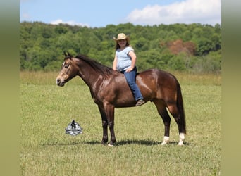 American Quarter Horse, Wałach, 5 lat, 143 cm, Jelenia