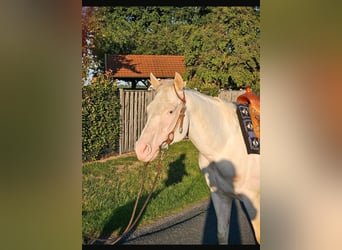 American Quarter Horse, Wałach, 5 lat, 145 cm, Biała