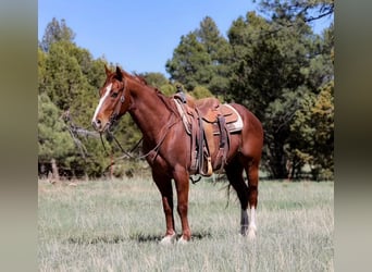 American Quarter Horse, Wałach, 5 lat, 145 cm, Ciemnokasztanowata