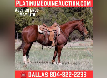 American Quarter Horse, Wałach, 5 lat, 145 cm, Ciemnokasztanowata