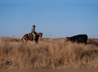 American Quarter Horse, Wałach, 5 lat, 145 cm, Cisawa