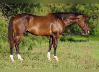 American Quarter Horse, Wałach, 5 lat, 145 cm, Gniada