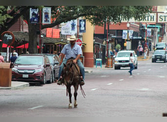 American Quarter Horse, Wałach, 5 lat, 145 cm, Gniada