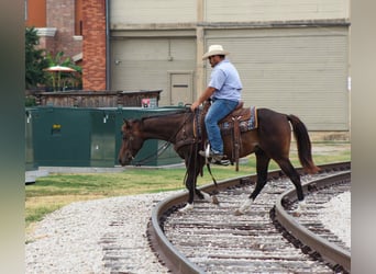 American Quarter Horse, Wałach, 5 lat, 145 cm, Gniada