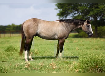 American Quarter Horse, Wałach, 5 lat, 145 cm, Grullo
