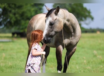 American Quarter Horse, Wałach, 5 lat, 145 cm, Grullo