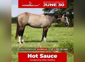American Quarter Horse, Wałach, 5 lat, 145 cm, Grullo
