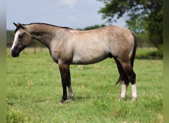American Quarter Horse, Wałach, 5 lat, 145 cm, Grullo