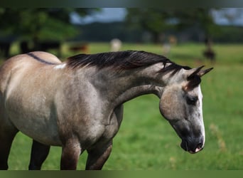 American Quarter Horse, Wałach, 5 lat, 145 cm, Grullo