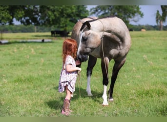American Quarter Horse, Wałach, 5 lat, 145 cm, Grullo