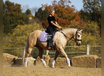 American Quarter Horse, Wałach, 5 lat, 145 cm, Izabelowata