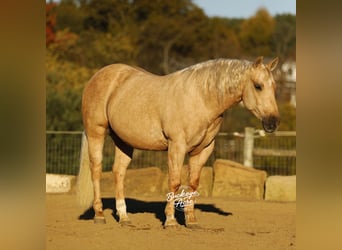American Quarter Horse, Wałach, 5 lat, 145 cm, Izabelowata