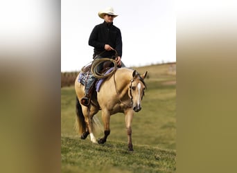 American Quarter Horse, Wałach, 5 lat, 145 cm, Jelenia