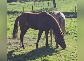 American Quarter Horse, Wałach, 5 lat, 145 cm, Kasztanowata