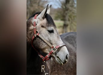 American Quarter Horse, Wałach, 5 lat, 145 cm, Siwa
