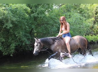 American Quarter Horse, Wałach, 5 lat, 145 cm, Siwa