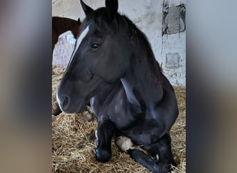 American Quarter Horse, Wałach, 5 lat, 146 cm, Kara
