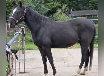 American Quarter Horse, Wałach, 5 lat, 146 cm, Kara