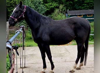 American Quarter Horse, Wałach, 5 lat, 146 cm, Kara