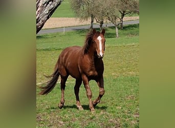 American Quarter Horse, Wałach, 5 lat, 147 cm, Ciemnokasztanowata