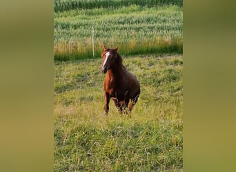 American Quarter Horse, Wałach, 5 lat, 147 cm, Ciemnokasztanowata