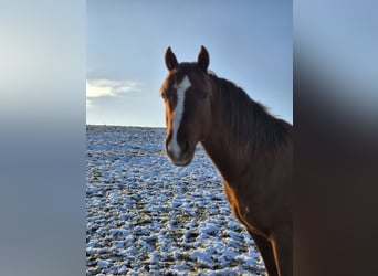 American Quarter Horse, Wałach, 5 lat, 147 cm, Ciemnokasztanowata