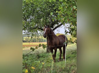American Quarter Horse, Wałach, 5 lat, 147 cm, Ciemnokasztanowata