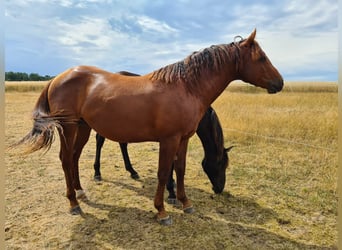 American Quarter Horse, Wałach, 5 lat, 147 cm, Ciemnokasztanowata