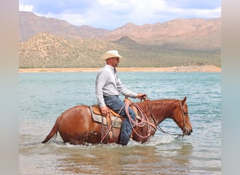 American Quarter Horse, Wałach, 5 lat, 147 cm, Cisawa