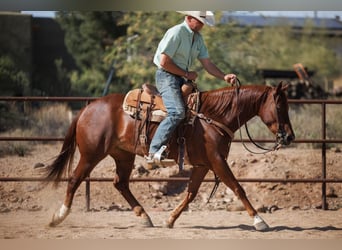 American Quarter Horse, Wałach, 5 lat, 147 cm, Cisawa