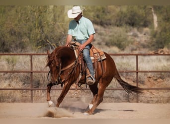 American Quarter Horse, Wałach, 5 lat, 147 cm, Cisawa