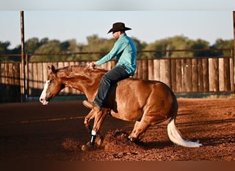 American Quarter Horse Mix, Wałach, 5 lat, 147 cm, Cisawa