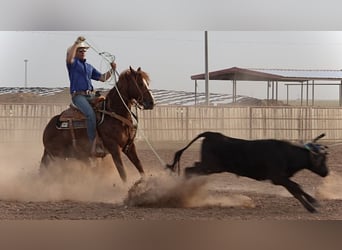American Quarter Horse, Wałach, 5 lat, 147 cm, Cisawa