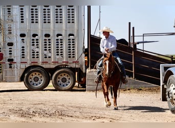 American Quarter Horse, Wałach, 5 lat, 147 cm, Cisawa