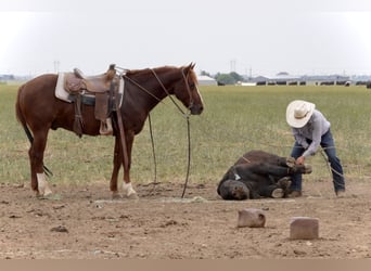 American Quarter Horse, Wałach, 5 lat, 147 cm, Cisawa