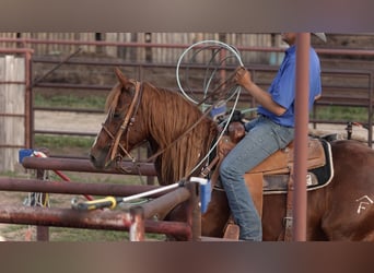 American Quarter Horse, Wałach, 5 lat, 147 cm, Cisawa