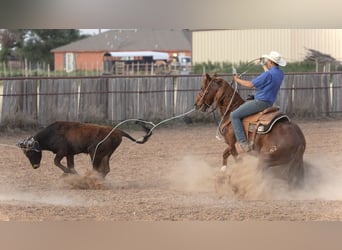 American Quarter Horse, Wałach, 5 lat, 147 cm, Cisawa