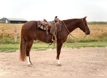 American Quarter Horse, Wałach, 5 lat, 147 cm, Cisawa