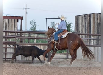American Quarter Horse, Wałach, 5 lat, 147 cm, Cisawa