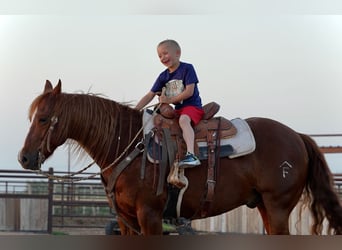 American Quarter Horse, Wałach, 5 lat, 147 cm, Cisawa