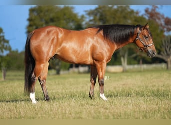 American Quarter Horse Mix, Wałach, 5 lat, 147 cm, Gniada