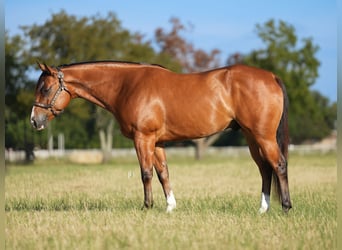 American Quarter Horse Mix, Wałach, 5 lat, 147 cm, Gniada