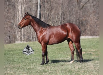 American Quarter Horse, Wałach, 5 lat, 147 cm, Gniada