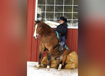 American Quarter Horse Mix, Wałach, 5 lat, 147 cm, Gniada