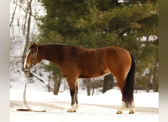 American Quarter Horse Mix, Wałach, 5 lat, 147 cm, Gniada