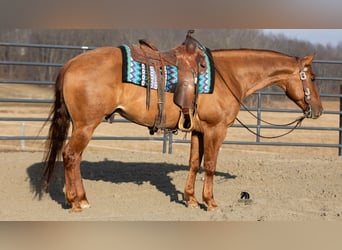American Quarter Horse, Wałach, 5 lat, 150 cm, Bułana