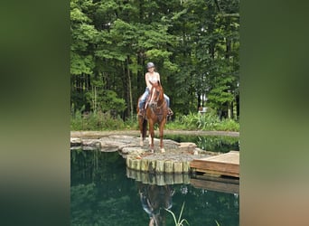 American Quarter Horse, Wałach, 5 lat, 150 cm, Ciemnokasztanowata