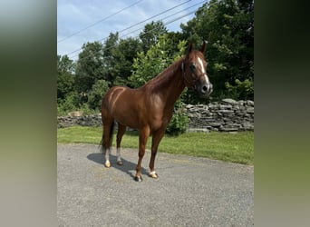 American Quarter Horse, Wałach, 5 lat, 150 cm, Ciemnokasztanowata