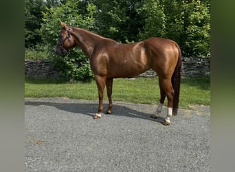 American Quarter Horse, Wałach, 5 lat, 150 cm, Ciemnokasztanowata