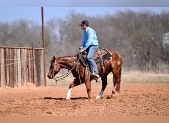 American Quarter Horse, Wałach, 5 lat, 150 cm, Cisawa